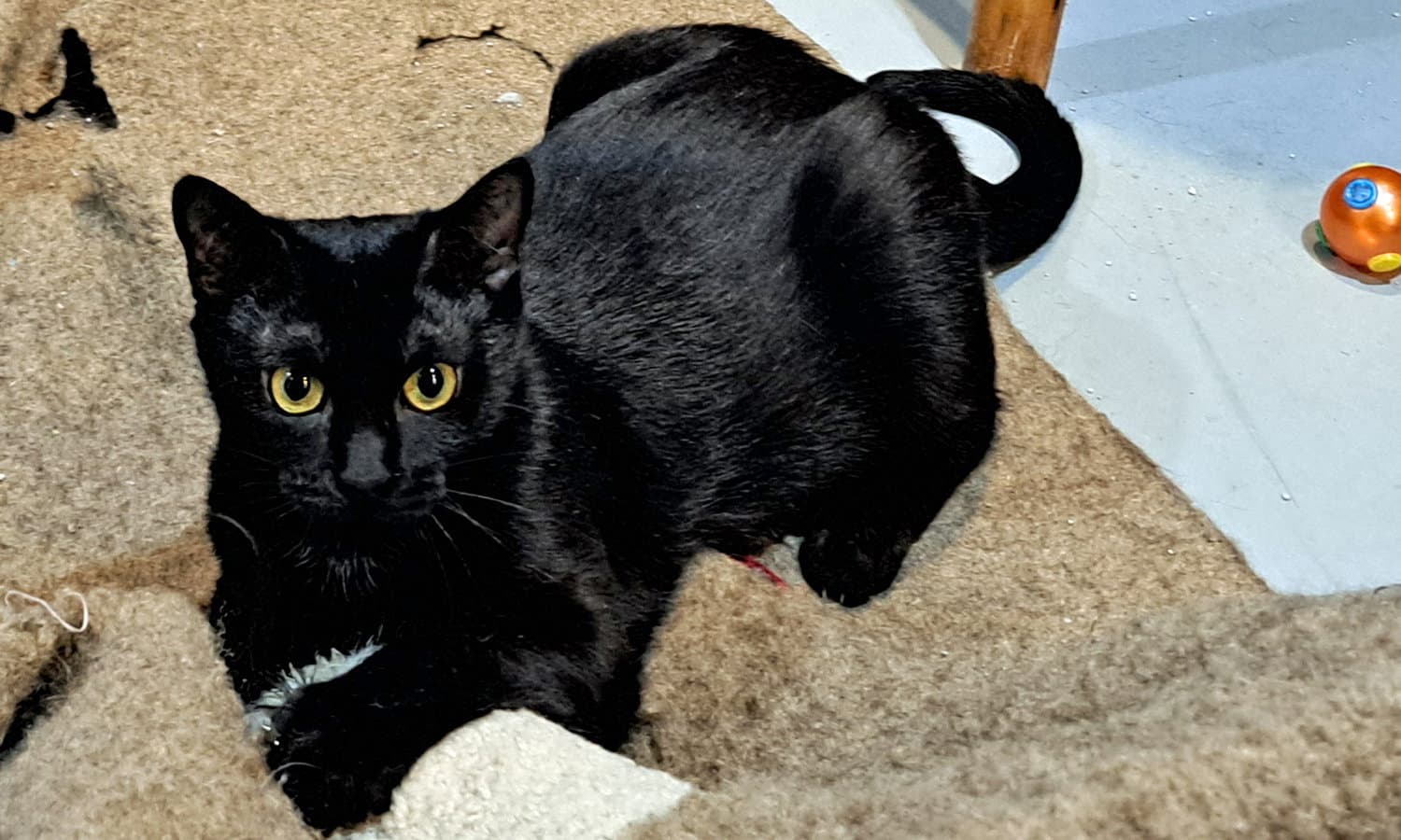 Winnie - Domestic Short Hair