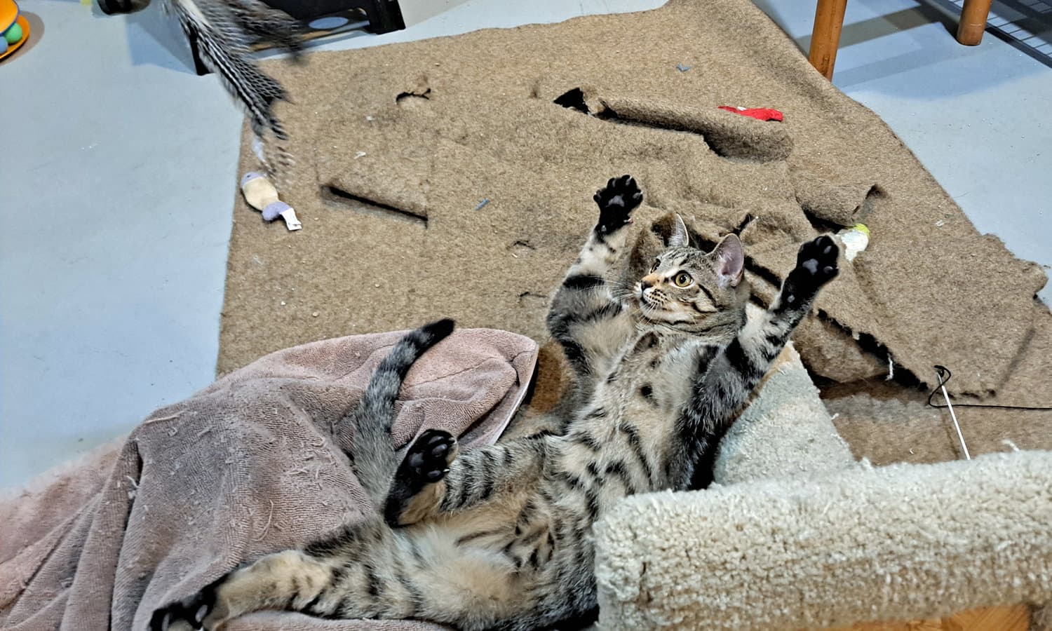 Lucky - Tabby