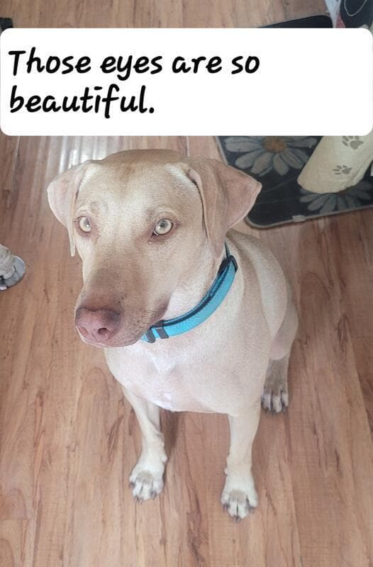 Nubby - Labrador Retriever