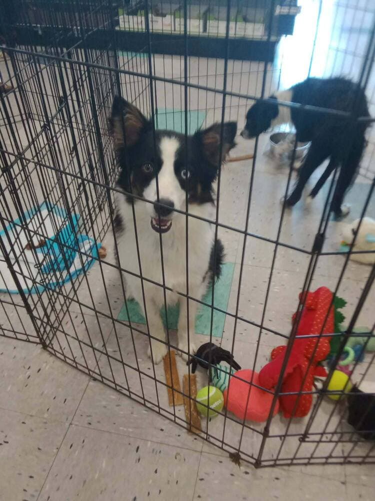 Allen - Border Collie