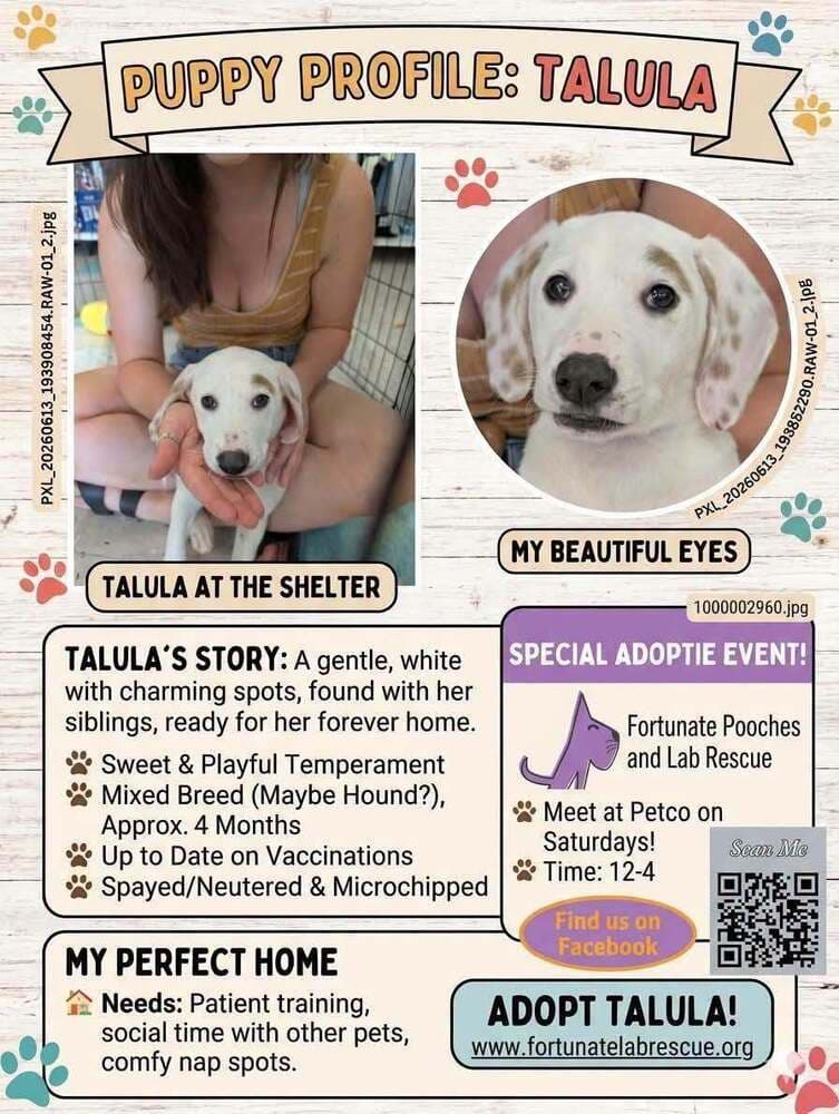 Talula - Labrador Retriever