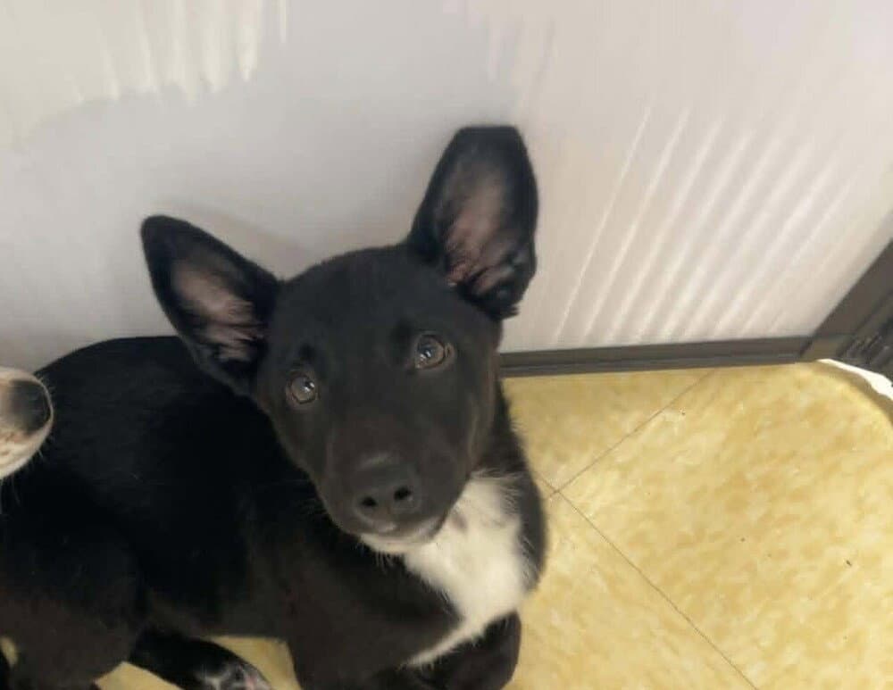 Sal - Cattle Dog