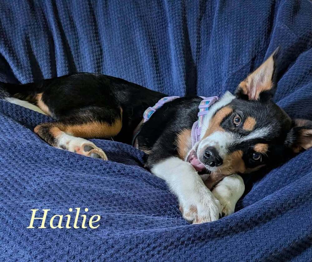 Hallie - Border Collie