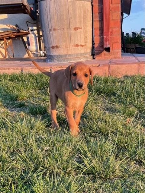 Matilda - Queensland Heeler