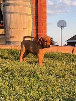 Macgyver image 1