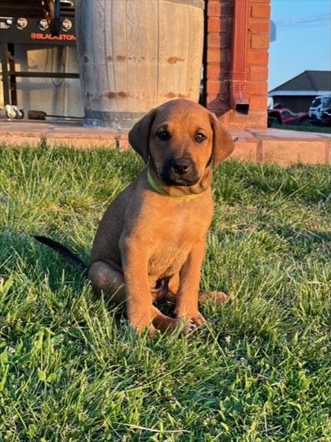 Monty - Queensland Heeler
