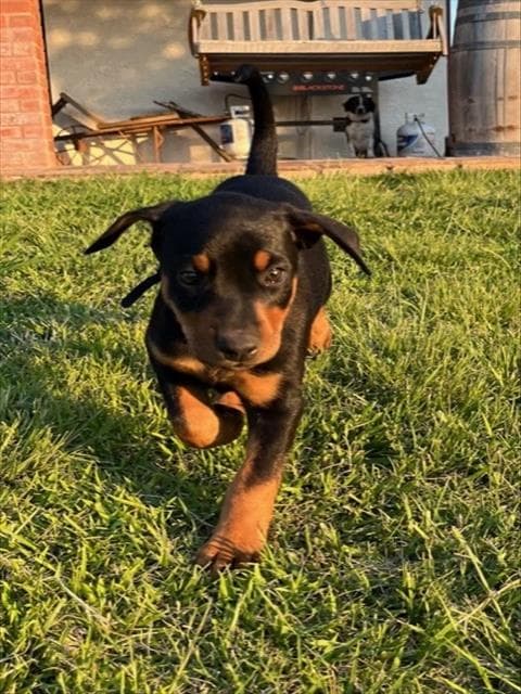 Meg - Queensland Heeler