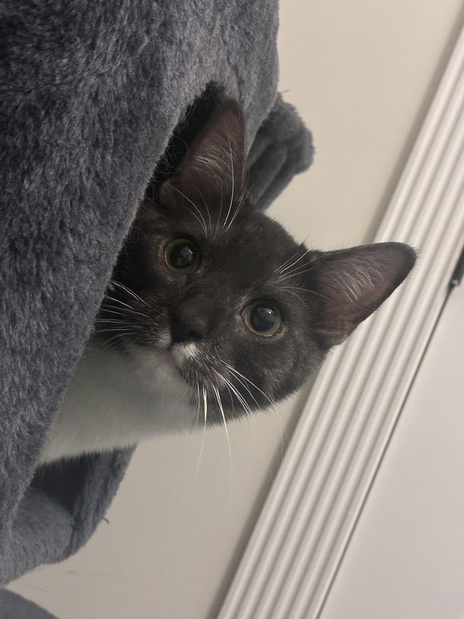 Wally - Tuxedo