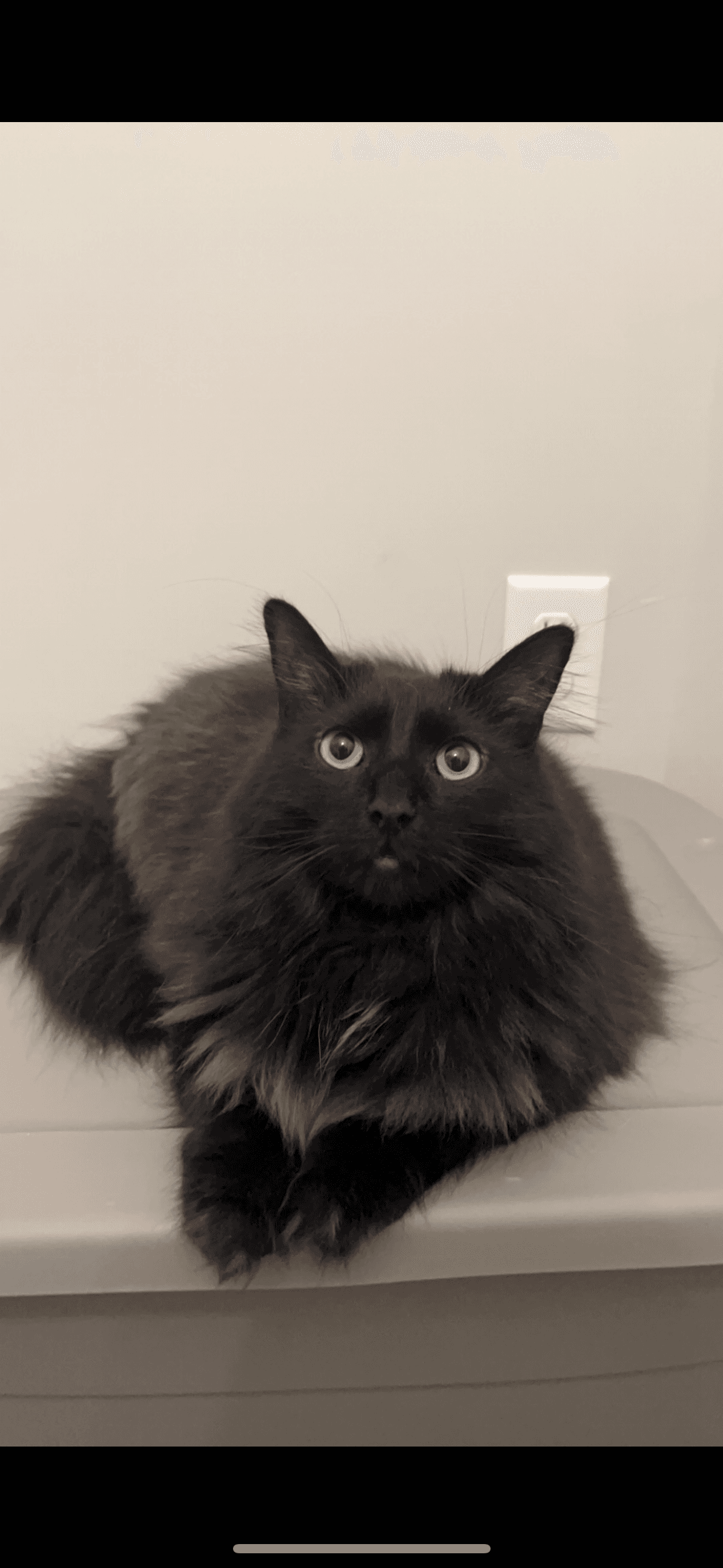 Zz Bubba Courtesy Listing - Maine Coon