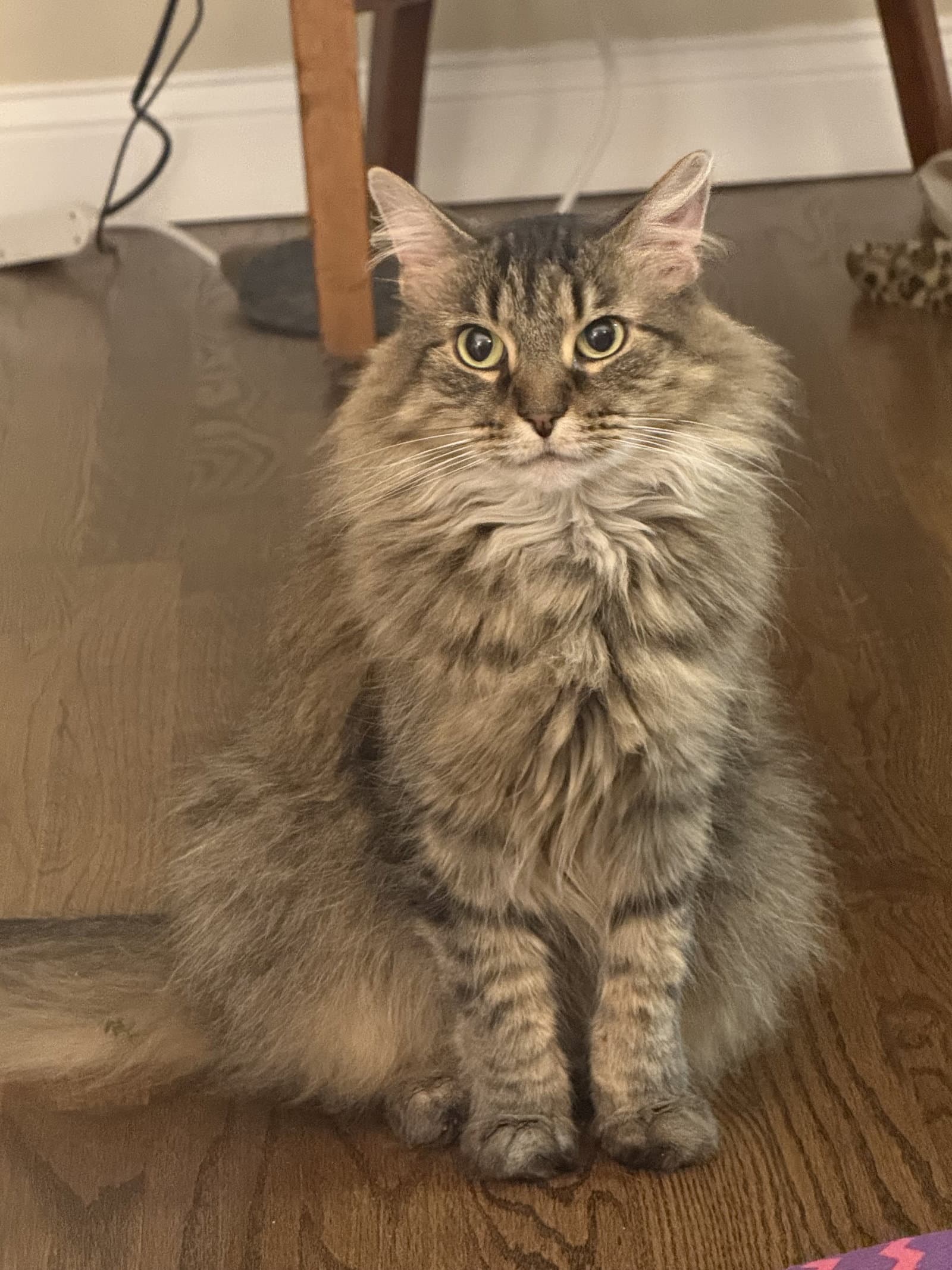 Zz Nala Courtesy Listing - Domestic Short Hair