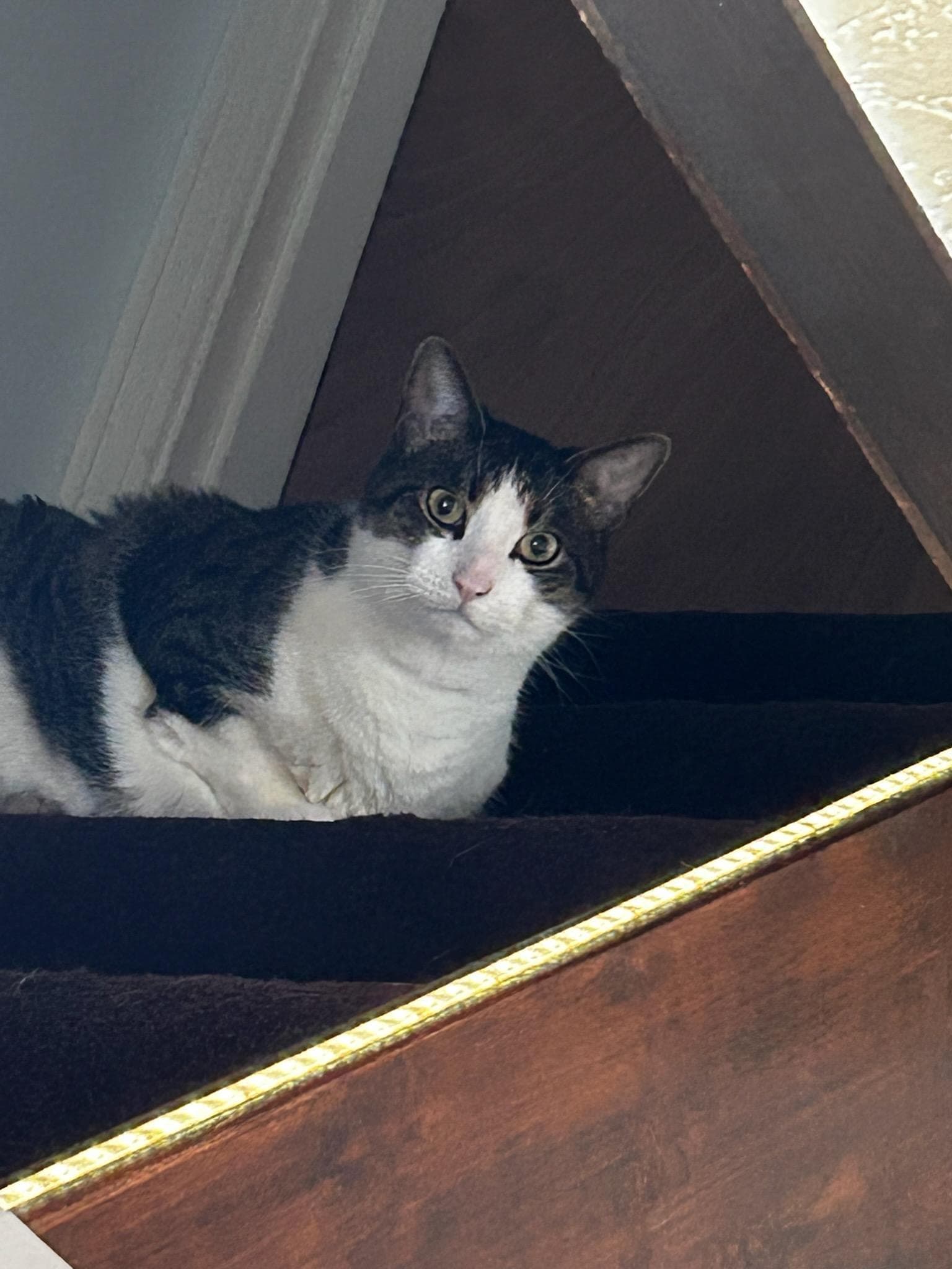 Zz Mickey Courtesy Listing - Tabby