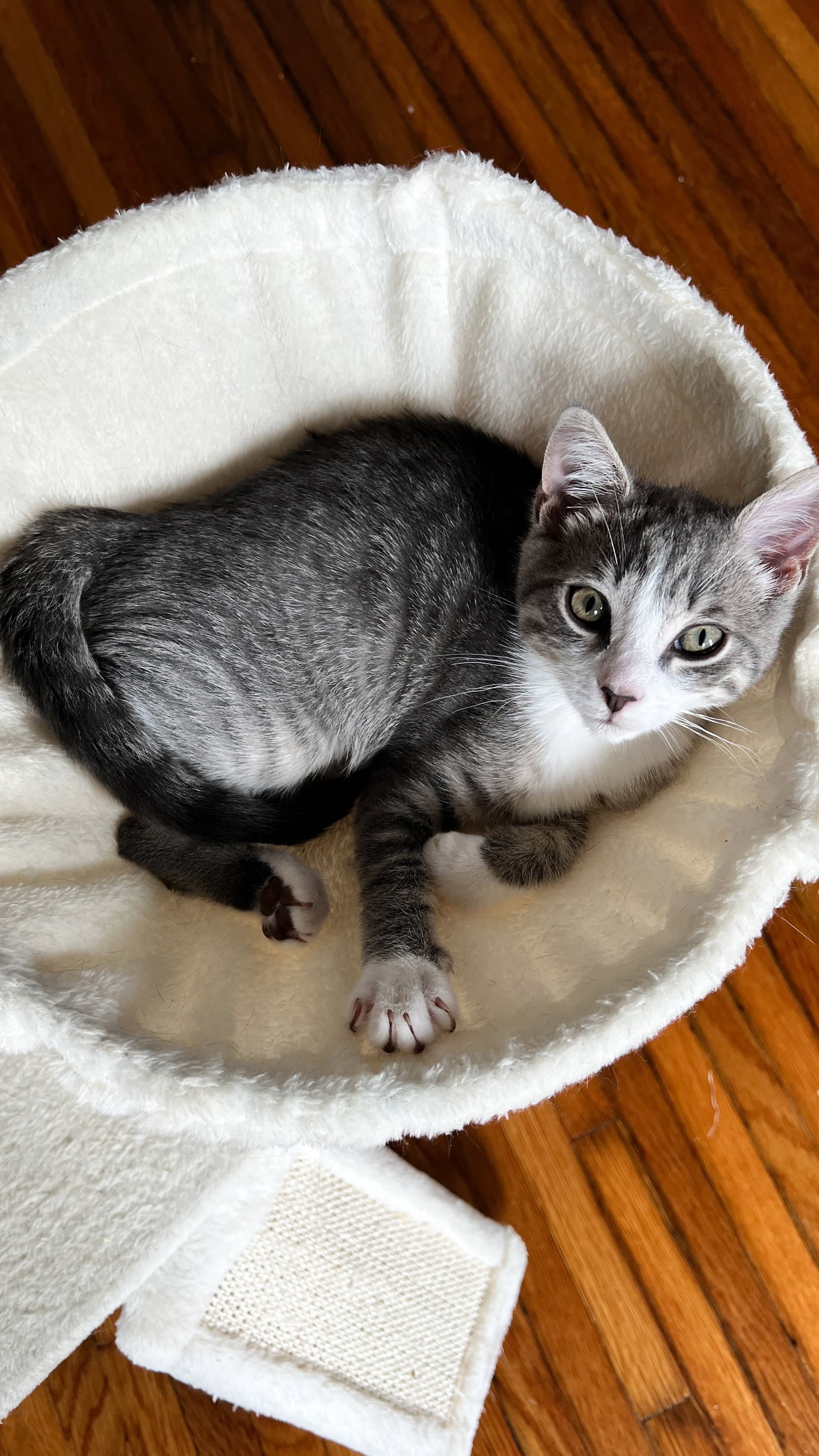 Toulouse - Tabby