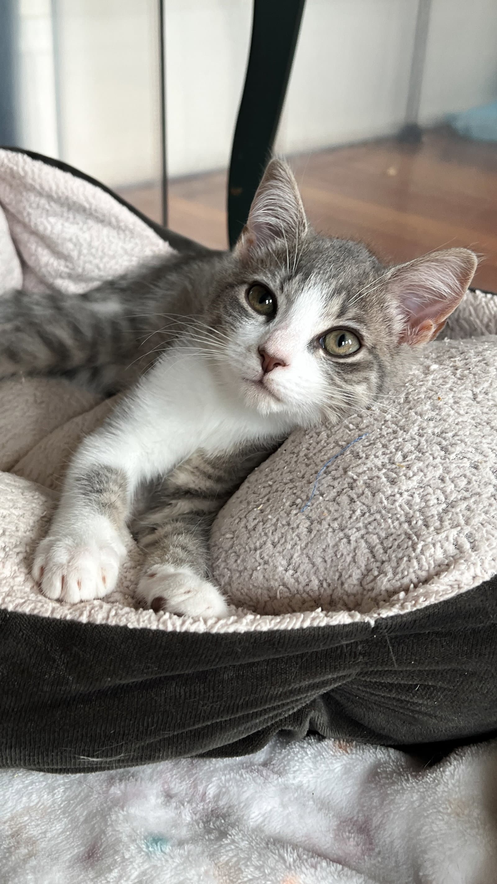 Marie - Tabby