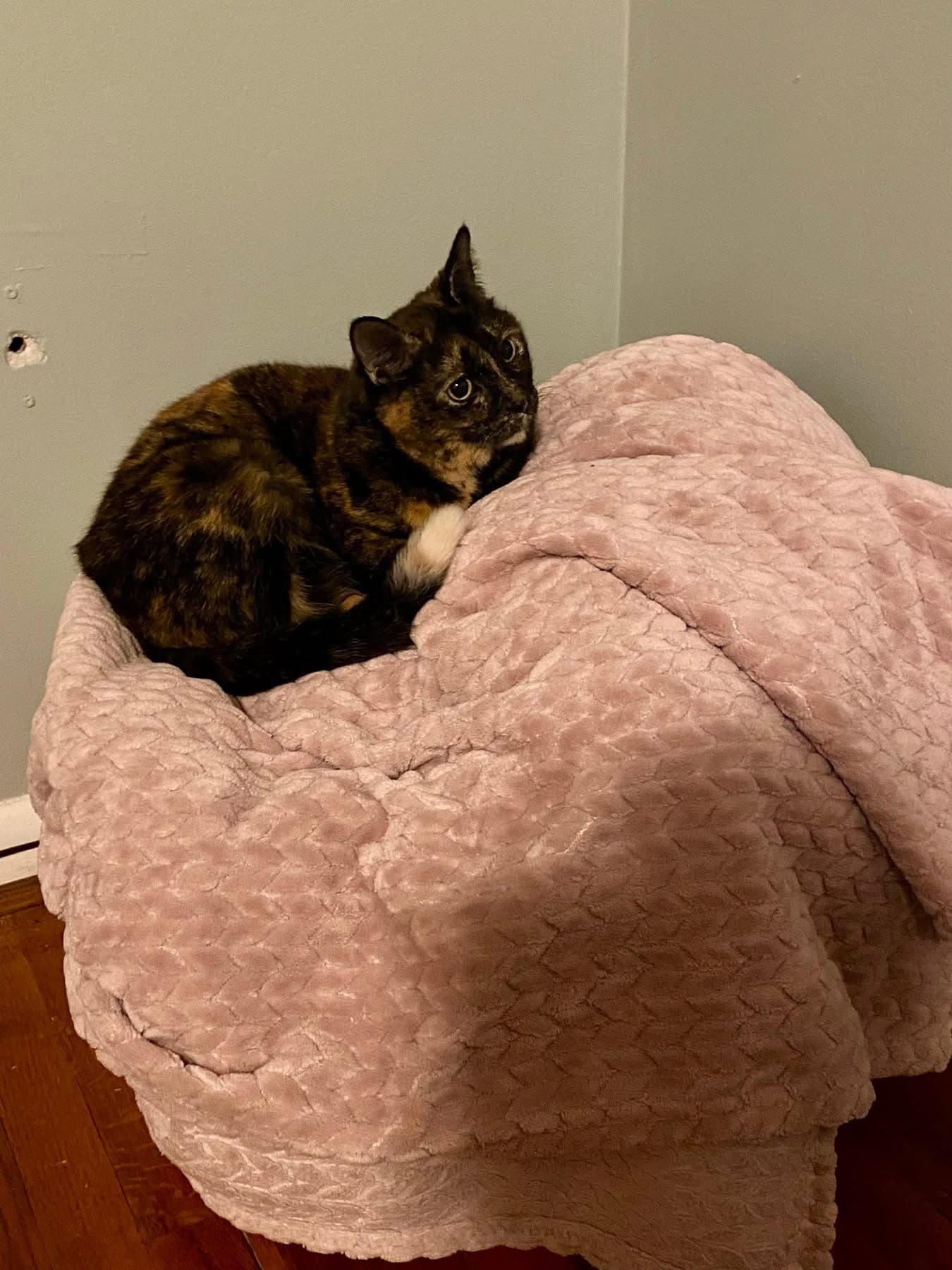 Zz Queenie Courtesy Listing - Tortoiseshell
