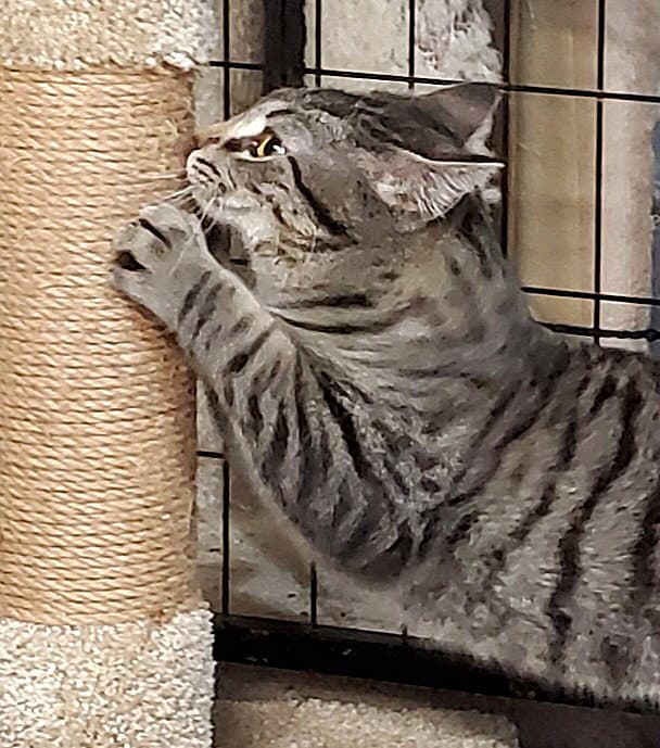Teddy - Domestic Short Hair