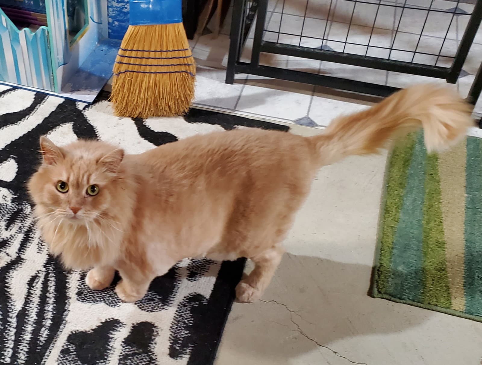 Little Bit - Domestic Long Hair