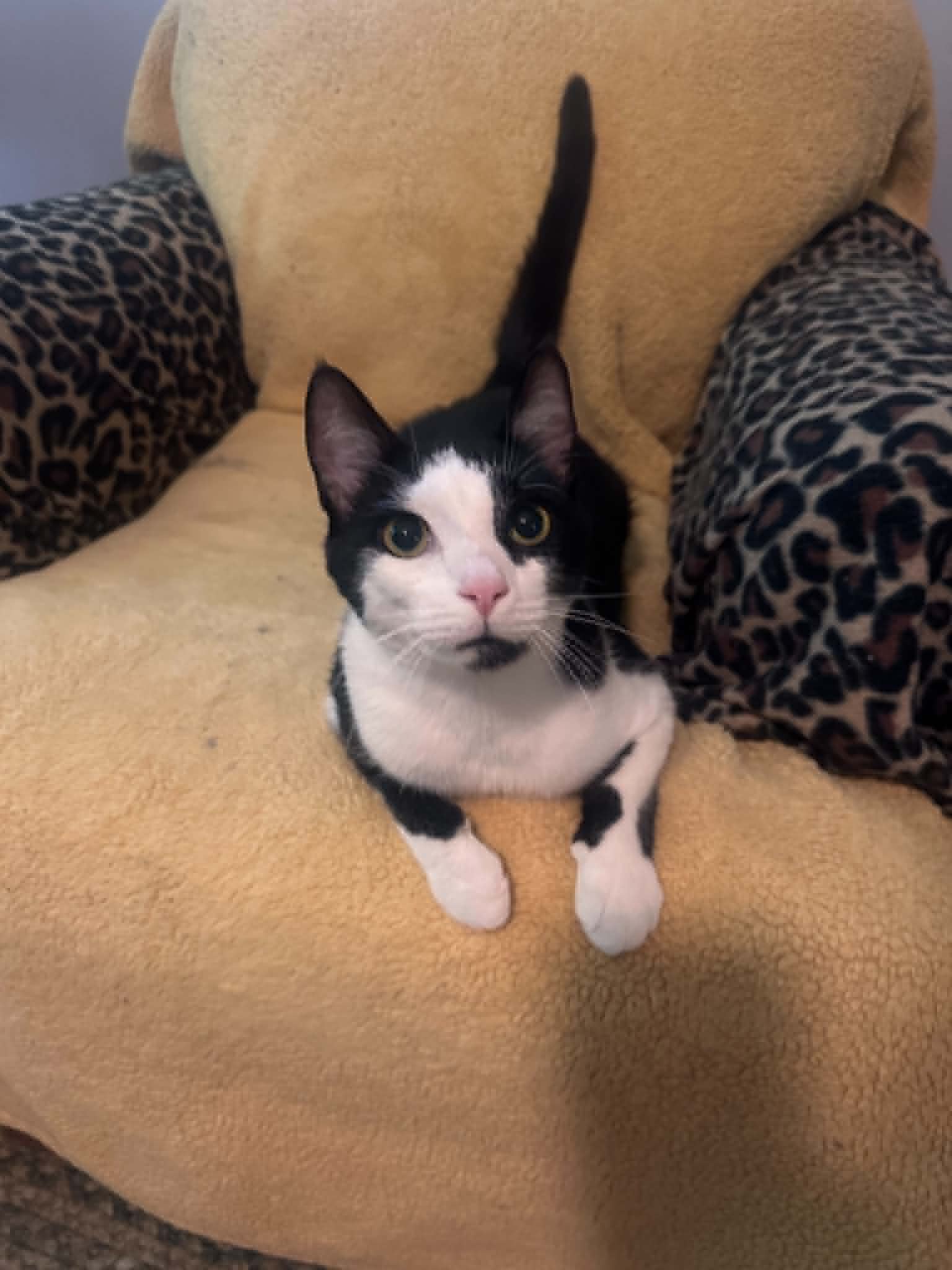 Zac - Domestic Short Hair
