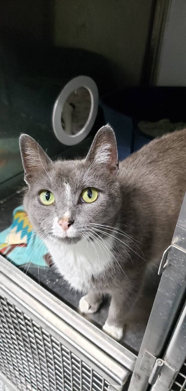 Gracie Mae - Domestic Short Hair