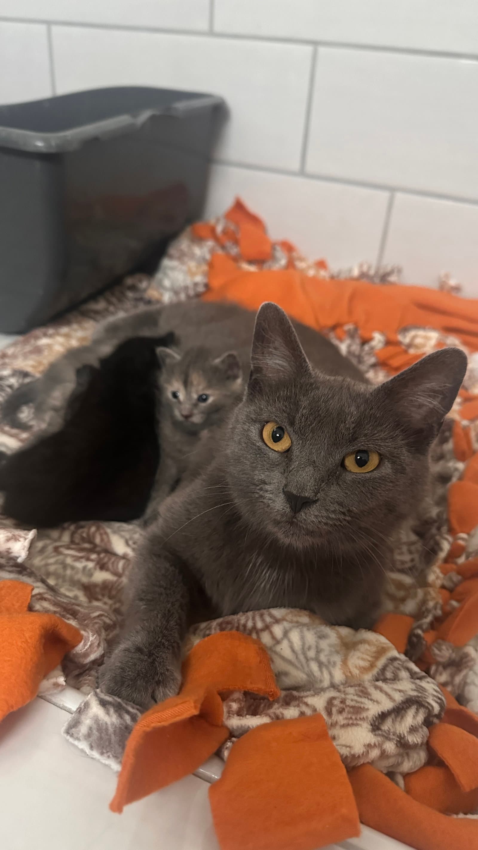 Gaia - Russian Blue