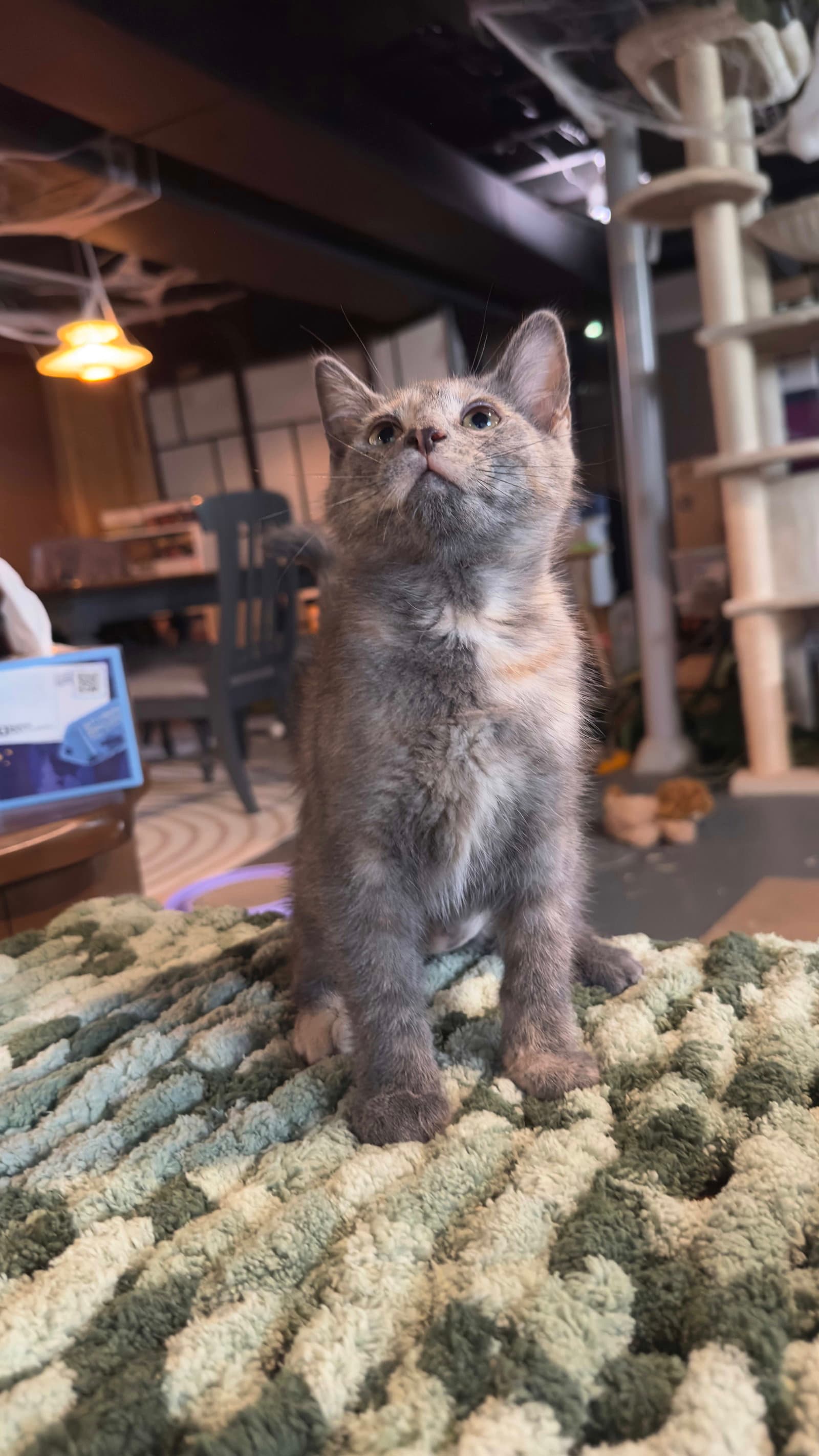Dawn - Domestic Short Hair