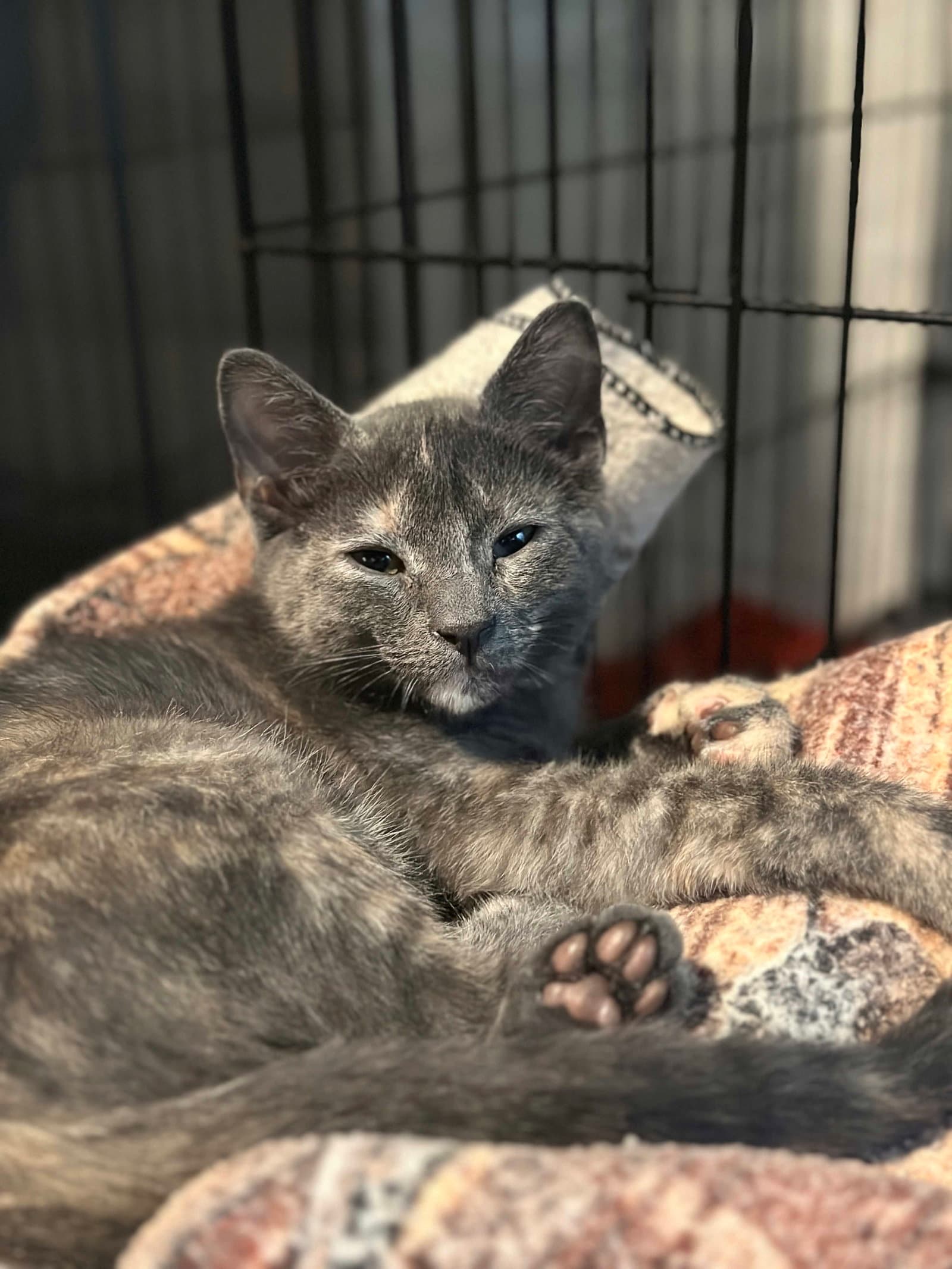 Dusk - Domestic Short Hair
