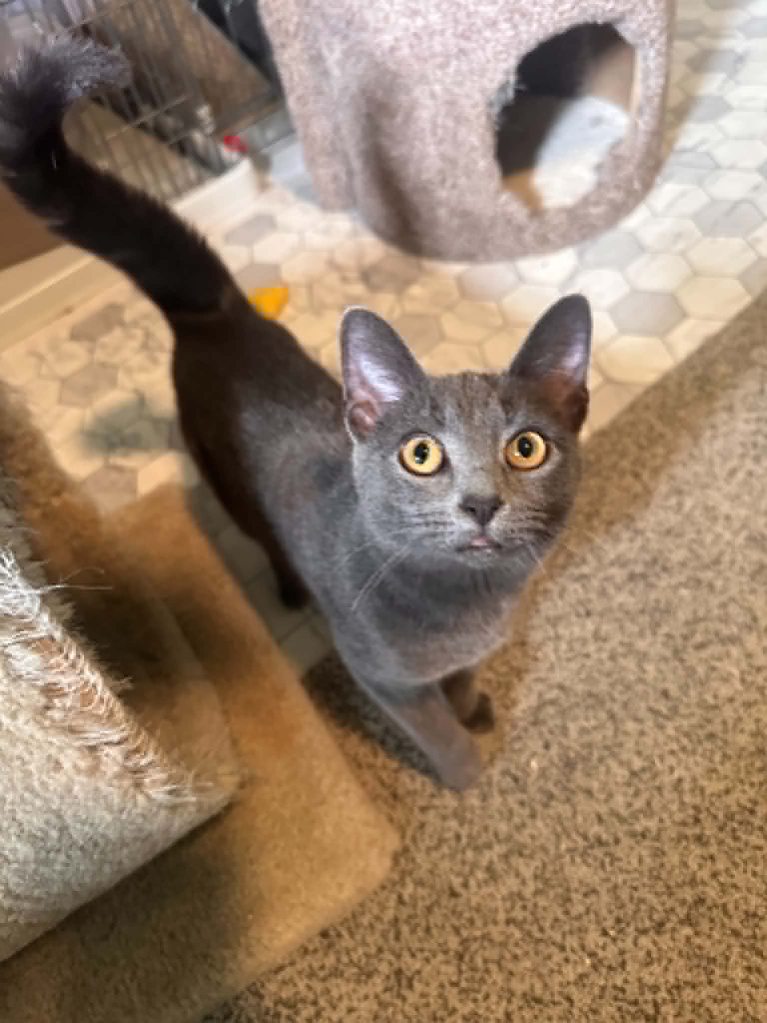 Naomi - Russian Blue