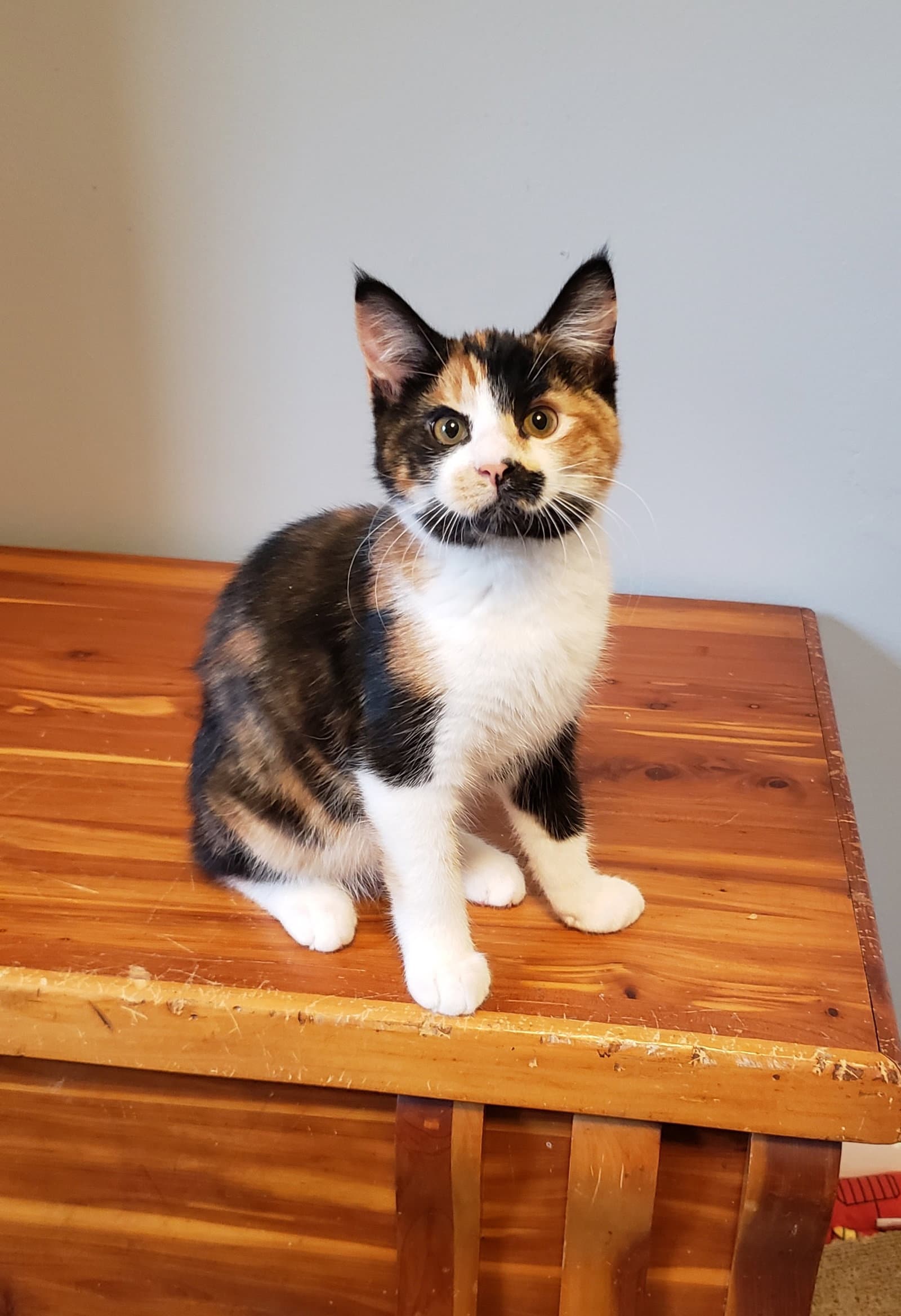 Harpsicle - Domestic Short Hair