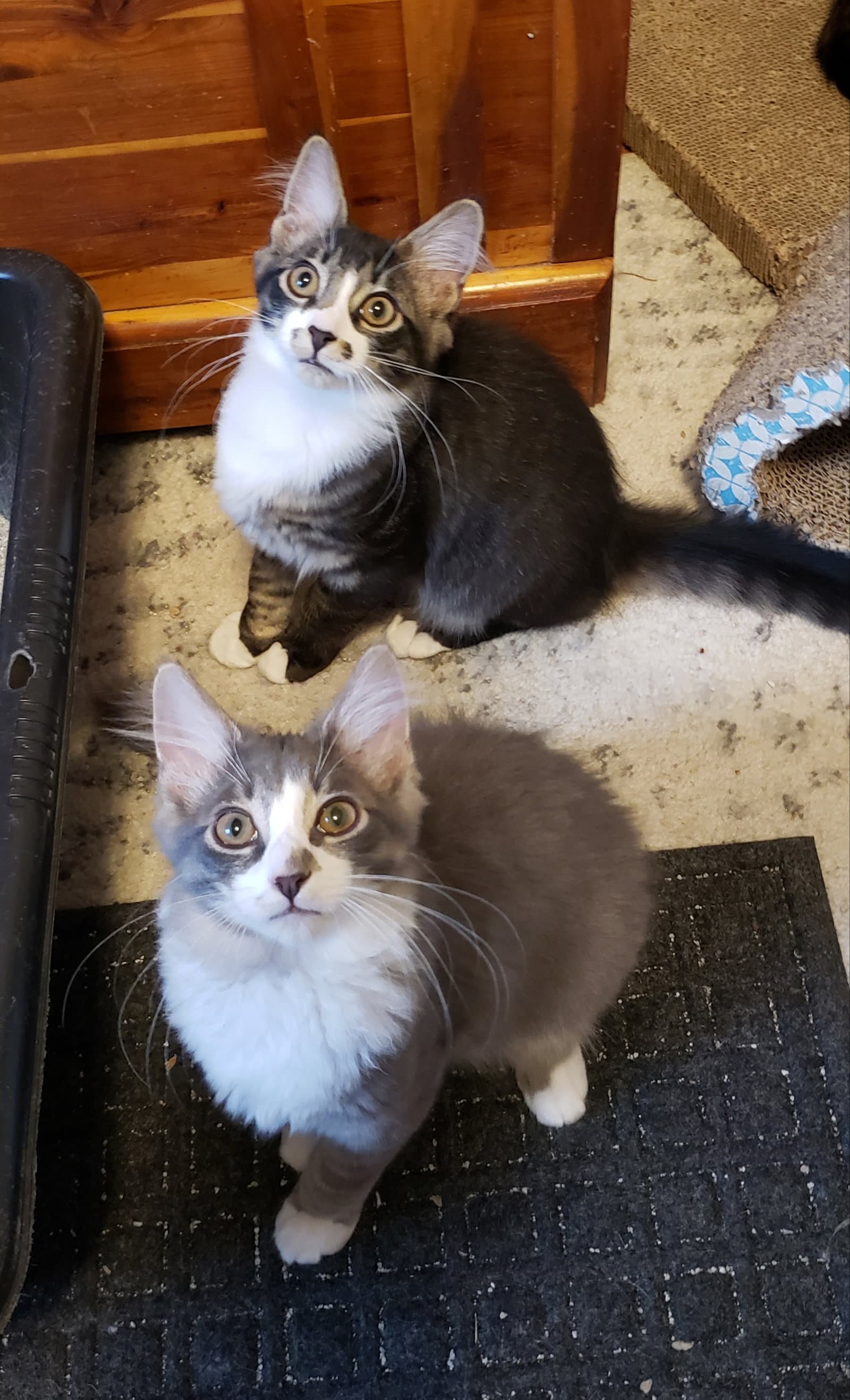 Spoons - Domestic Long Hair