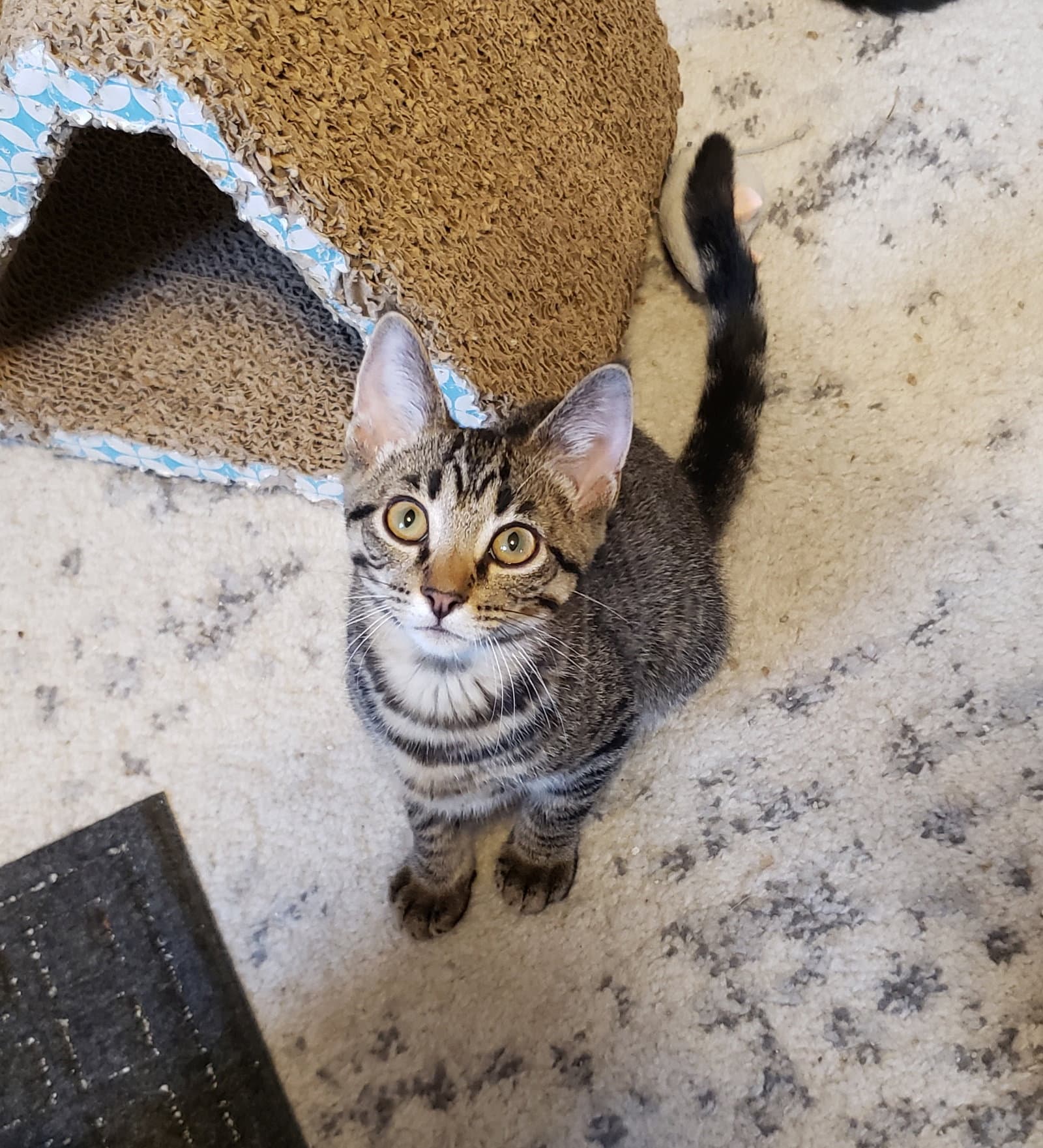 Piccolo - Tabby