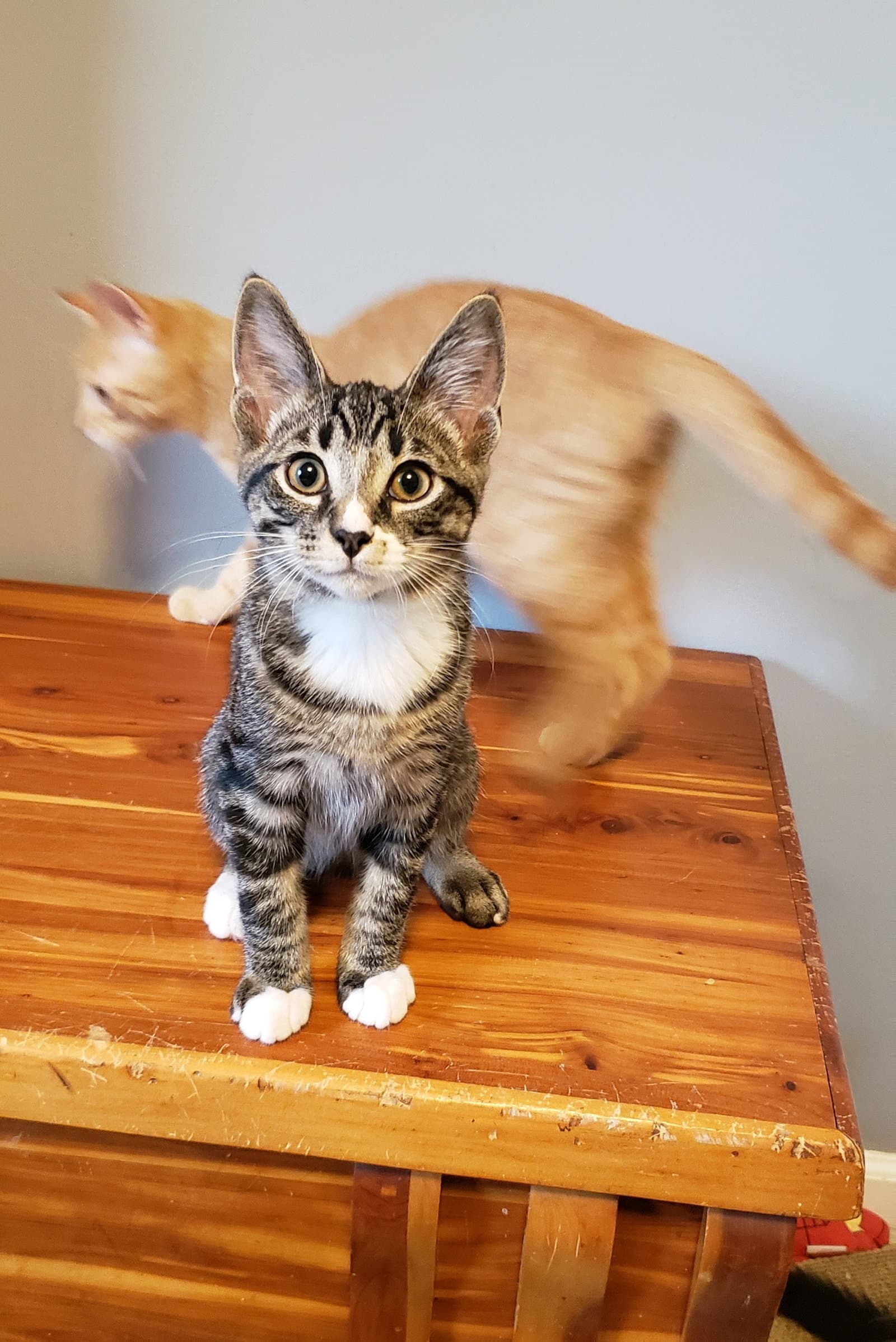 Bongo - Domestic Short Hair