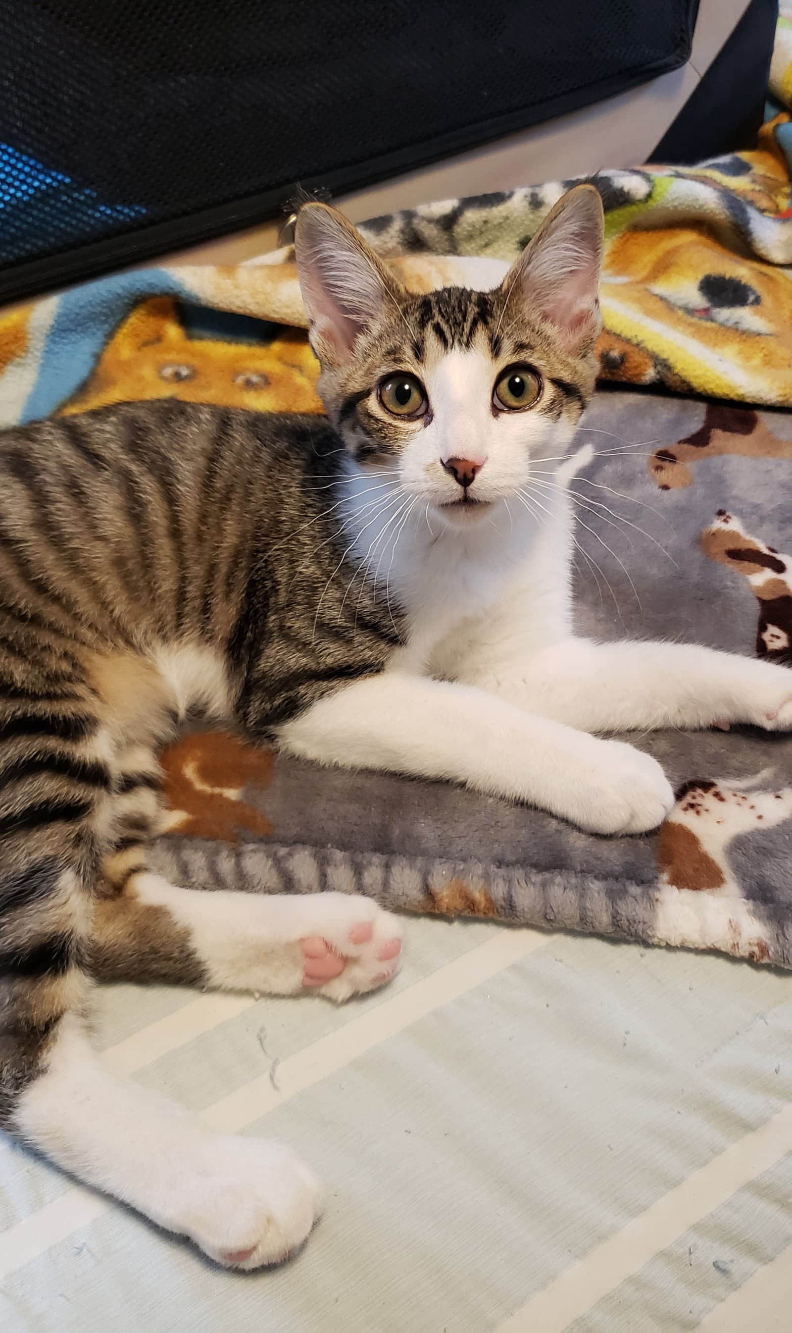 Banjo - Domestic Short Hair