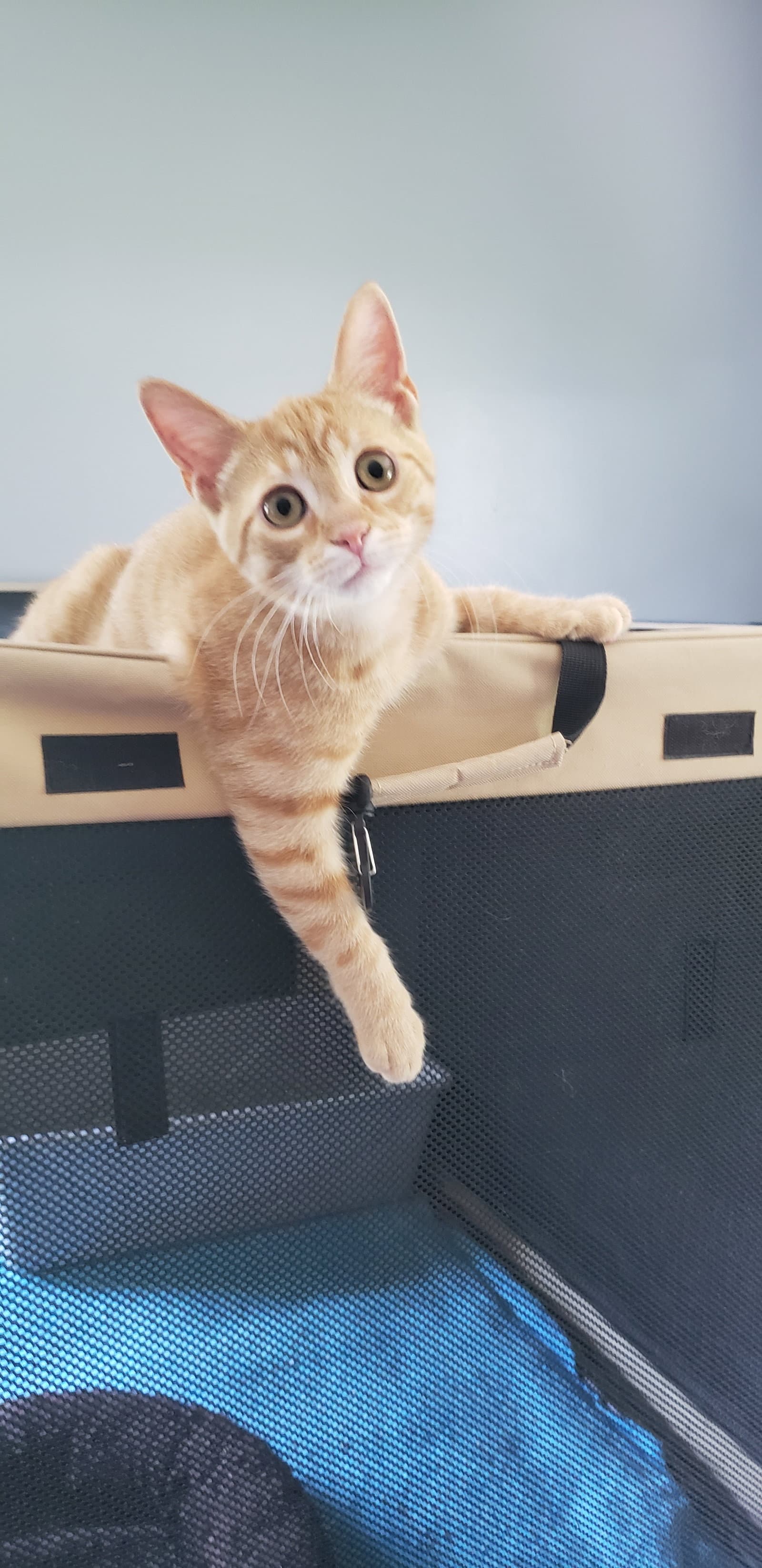 Strummer - Domestic Short Hair