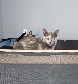 Melody image 2