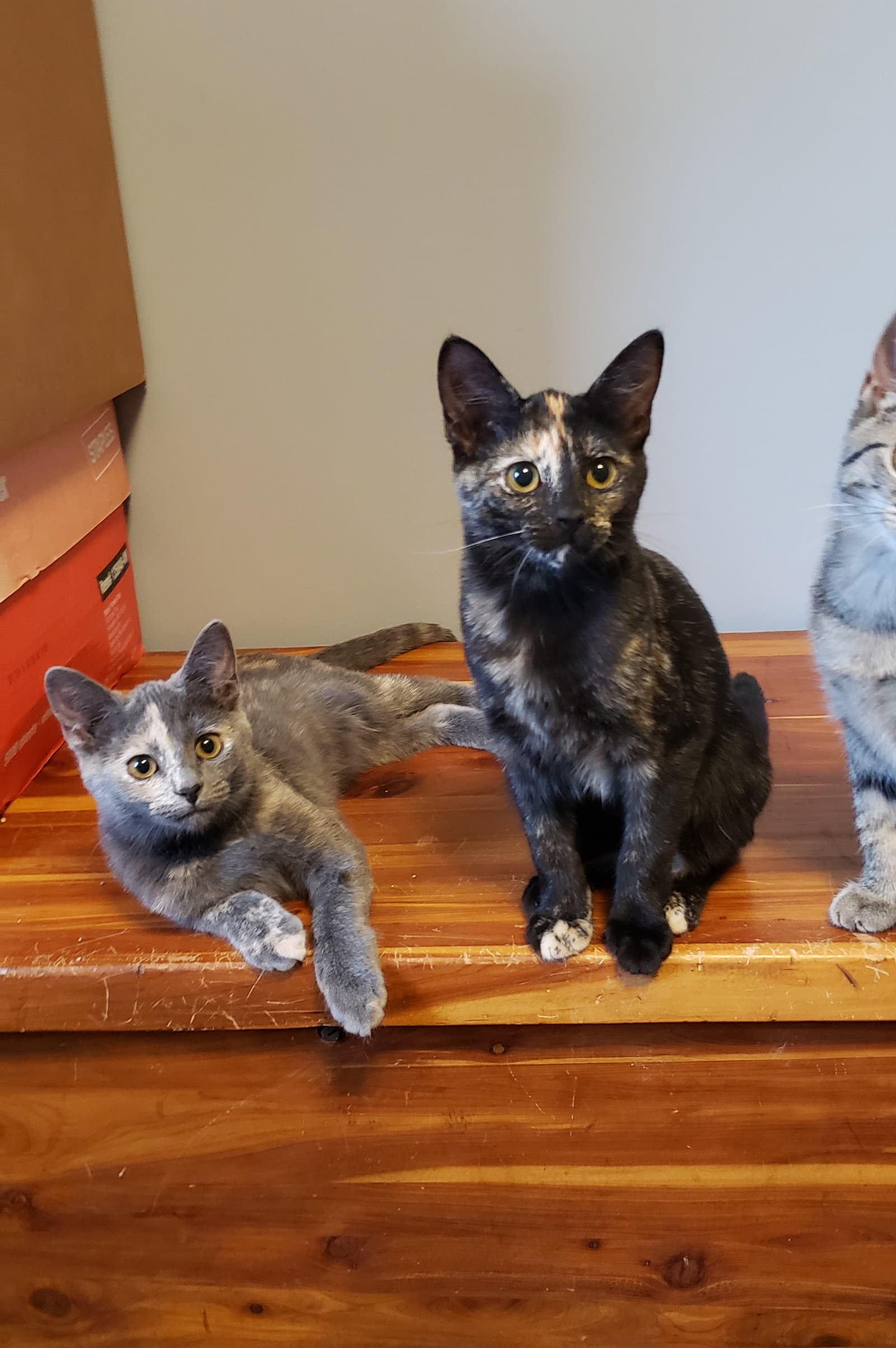 Melody - Domestic Short Hair