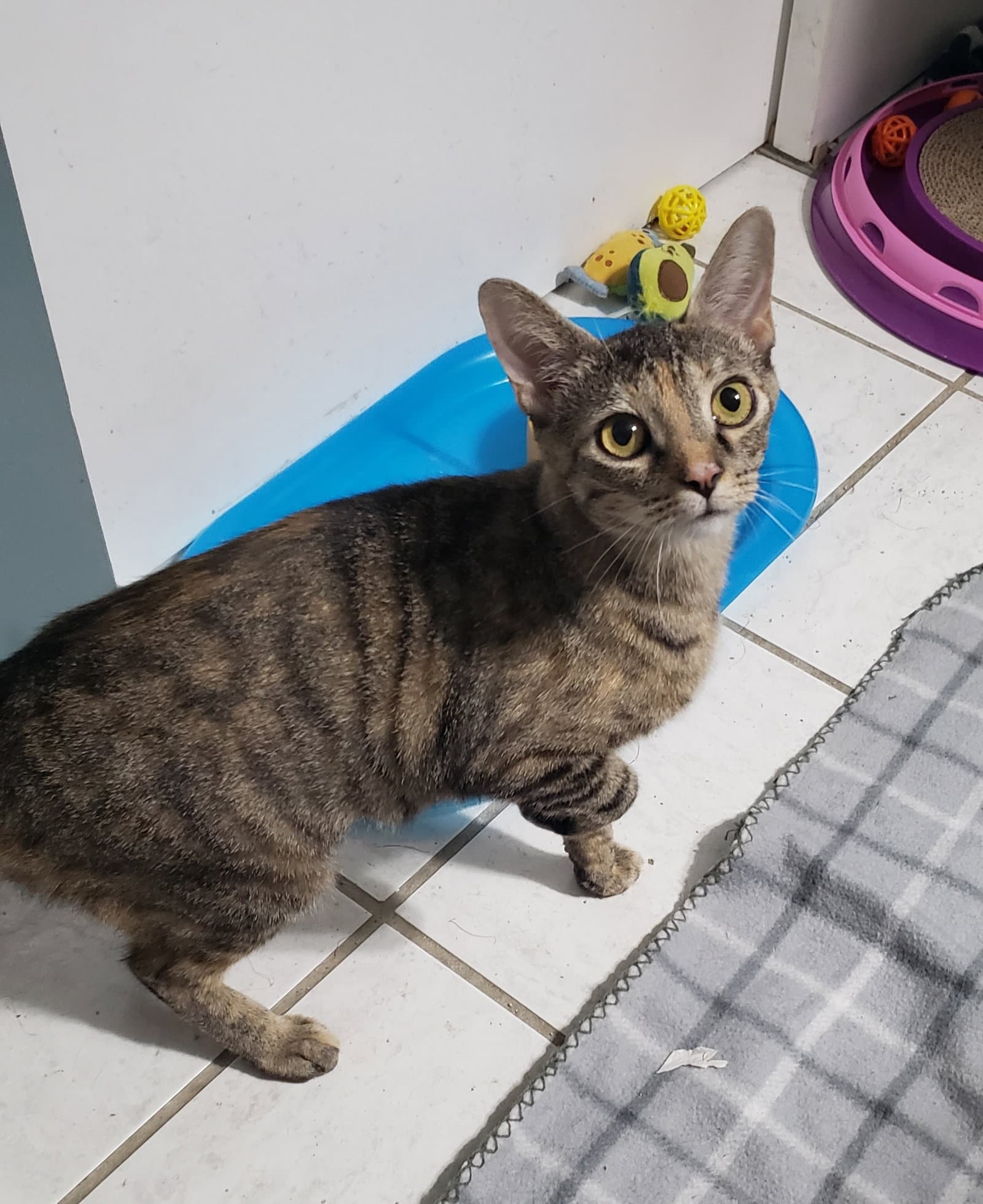 Rosie Quartz - Torbie