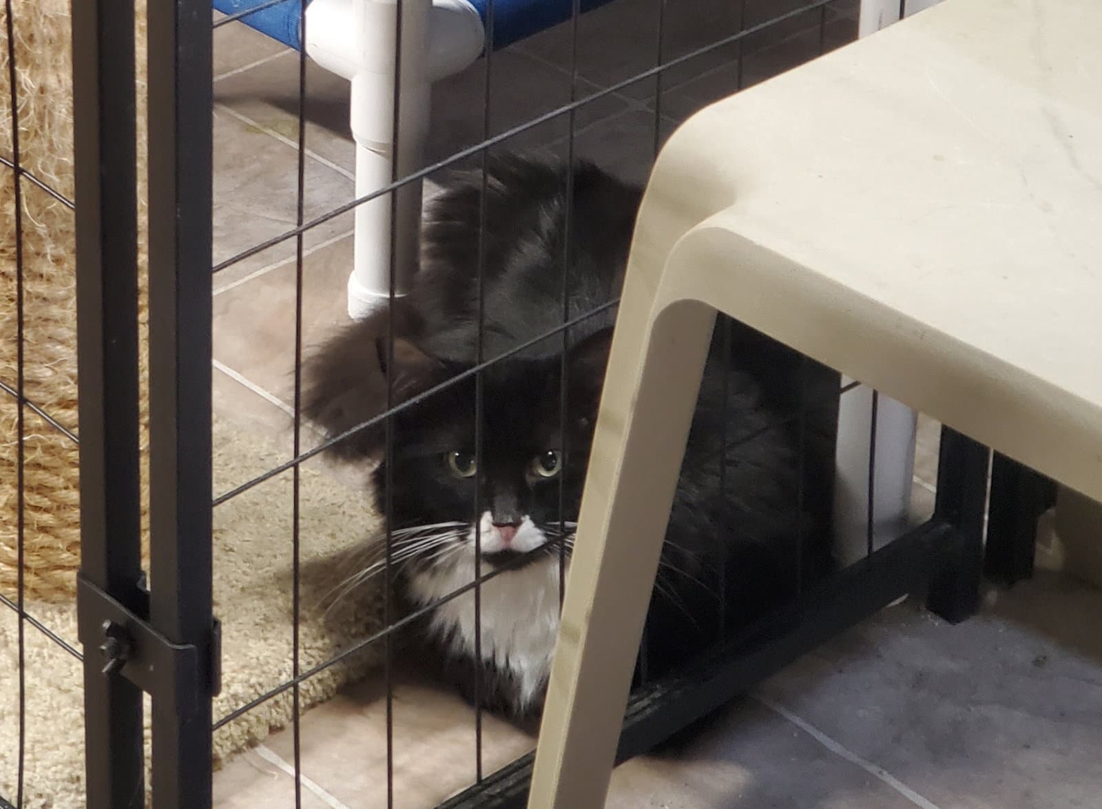 Oreo - Domestic Long Hair
