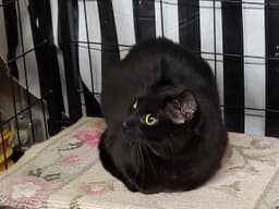 Pepperoni image 1
