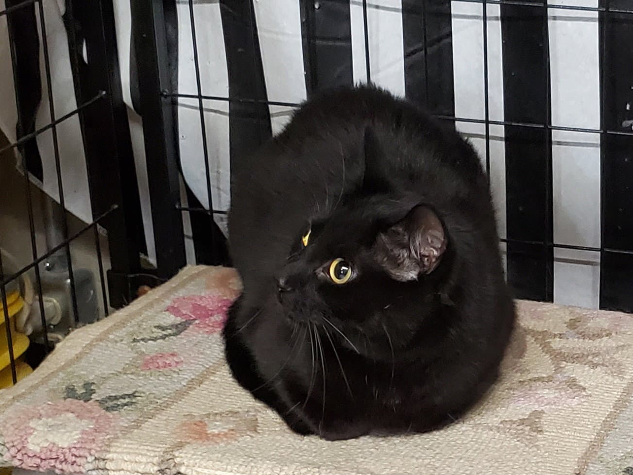 Pepperoni - Domestic Short Hair
