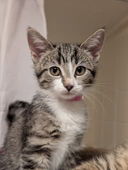 Mochi image 2