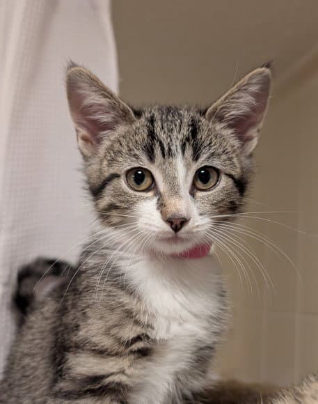 Mochi - Tabby