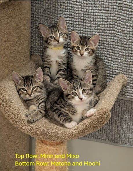Matcha - Domestic Short Hair