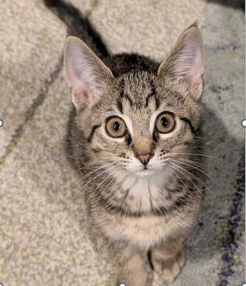 Matcha - Tabby