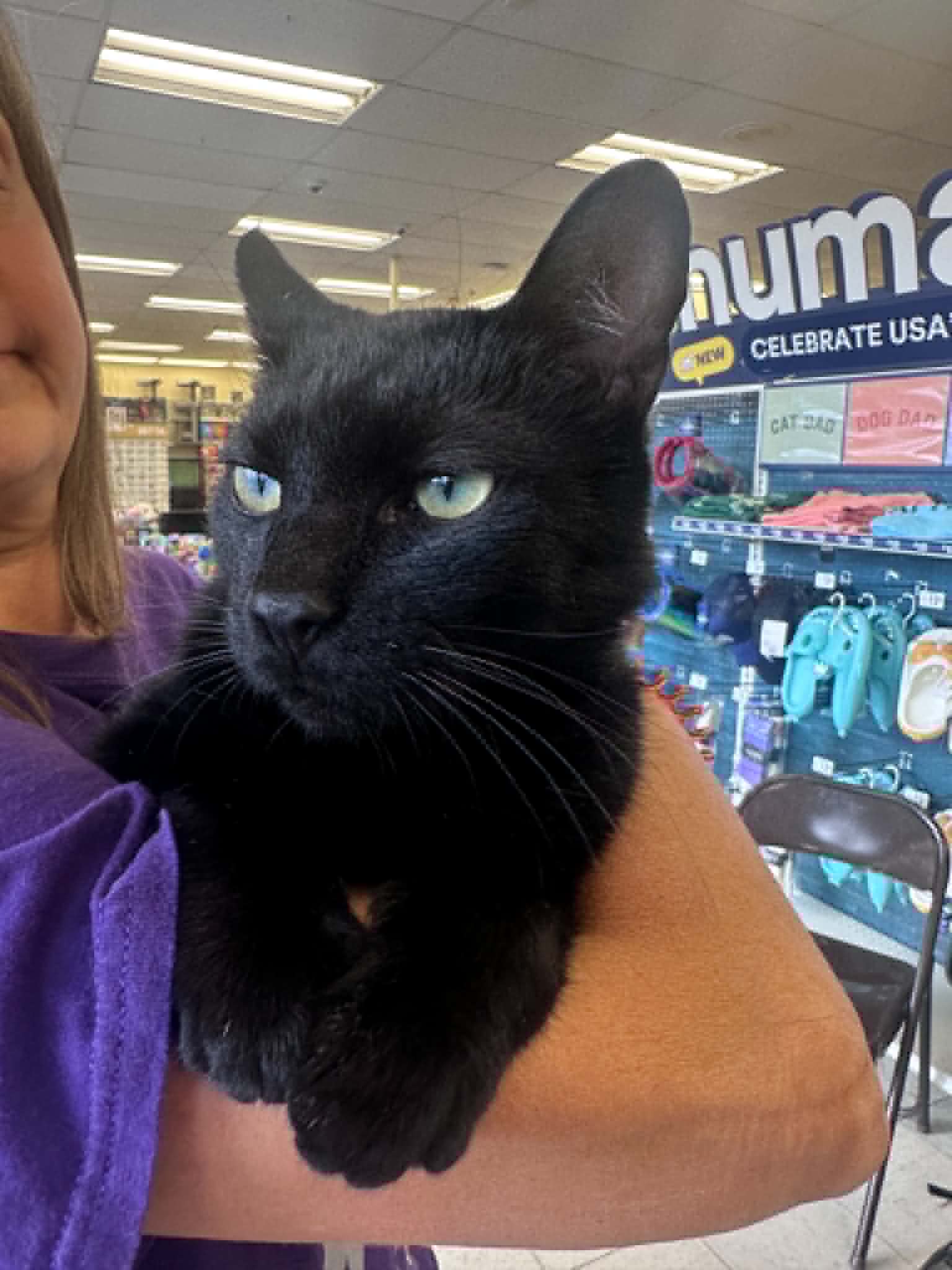 Leroy - Domestic Short Hair