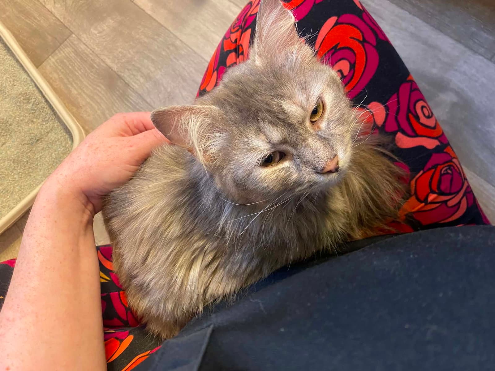 Jolene - Domestic Medium Hair