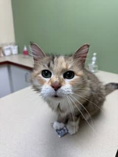 Sparkle Toes - Domestic Medium Hair