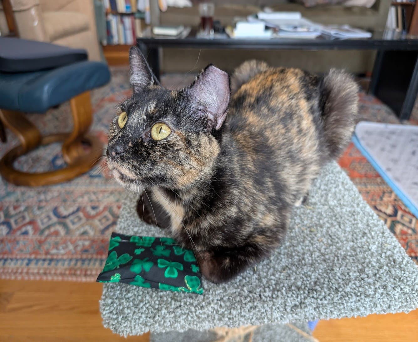 Zz Penny Courtesy Listing - Tortoiseshell