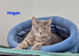 Hogan image 1