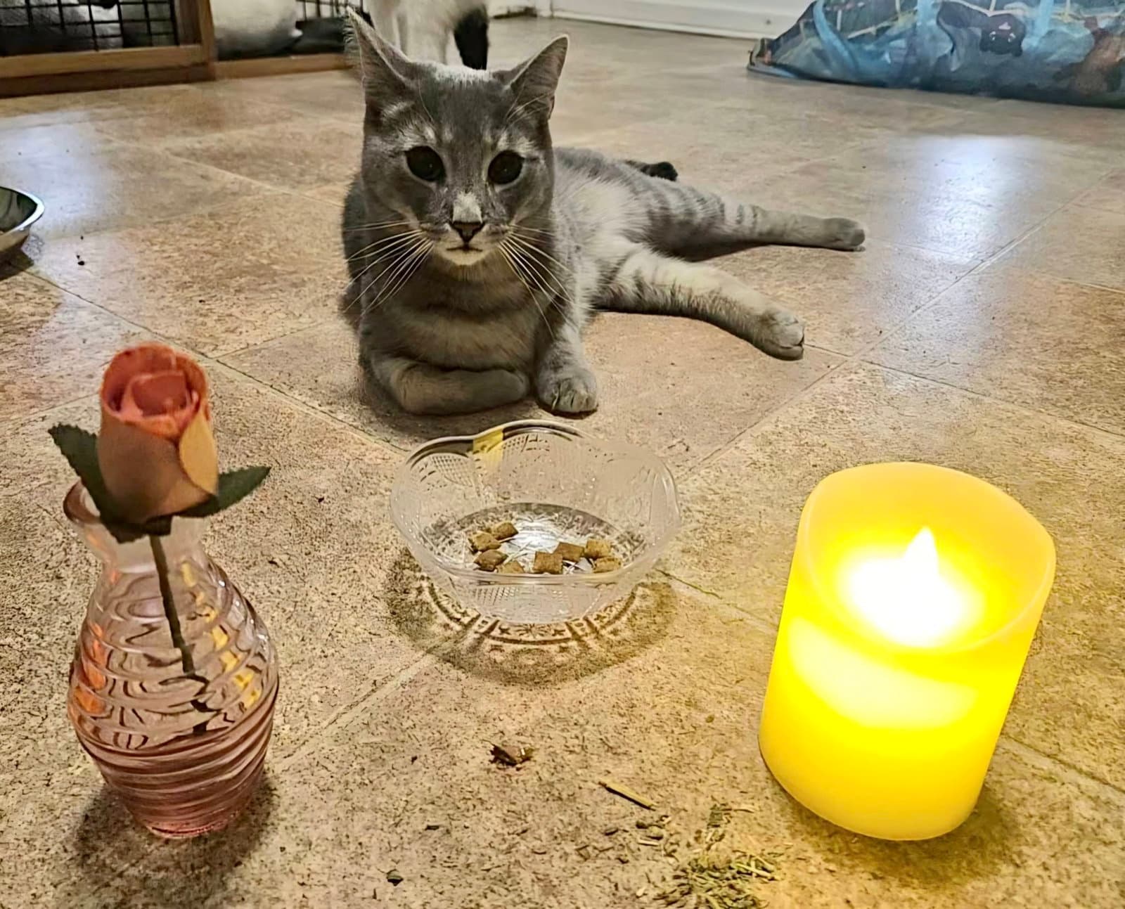 Tee - Domestic Short Hair