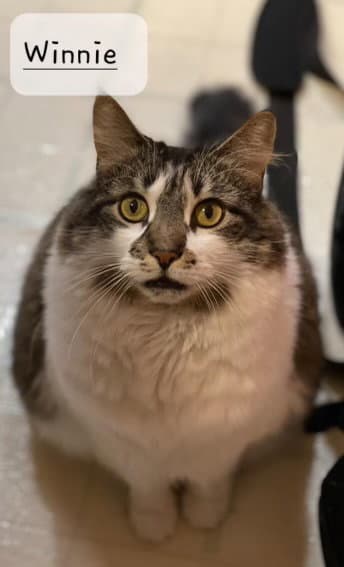 Winnie - Domestic Short Hair