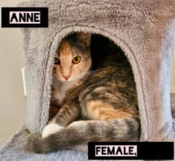 Anne image 4